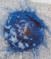 Rosúa Delgado, Mercedes